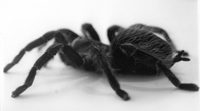 Vogelspinne