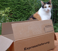 Katze und Versandkarton